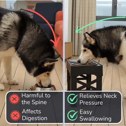 Elevated Dog Bowl Stand with Adjustable Height & Maze Design | Healthy Eating Solution for Large Dogs 2